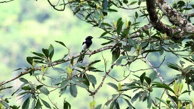Beautiful colorful Paradise Tanager bird in exotic rainforest jungle daylight Madidi Park, Sadiri Lodge