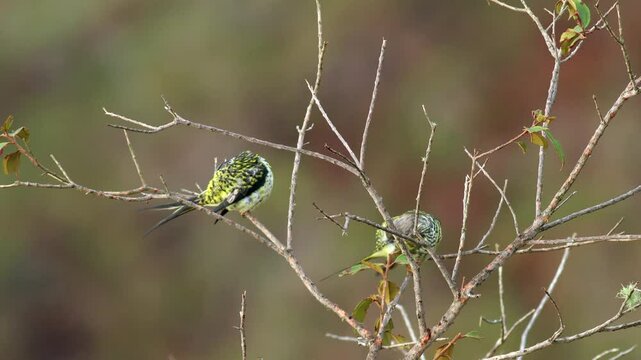 Exotic endangered Palkachupa Cotinga bird in mountain rainforest jungle fork tail, Swallow-tailed Cotinga, South America, stunning,