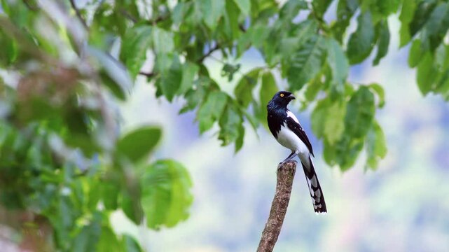 Beautiful colorful Magpie Tanager bird in exotic rainforest jungle daylight Madidi Park, Sadiri Lodge