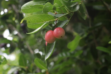 cherries on a tree thailand