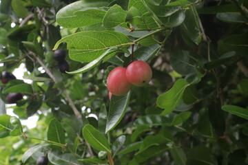 cherries on a tree thailand 2
