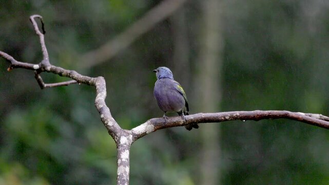 Azure-shouldered Tanager bird exotic rainforest jungle Brazil