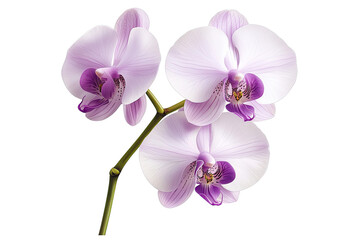 Fototapeta na wymiar Orchid graceful idea. A beautiful cluster of purple orchids showcasing delicate petals and vibrant colors.