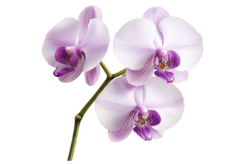 Orchid graceful idea. A beautiful cluster of purple orchids showcasing delicate petals and vibrant colors.
