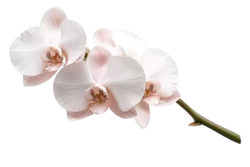 Fotobehang Orchid graceful idea. Beautiful pink orchid flowers showcasing delicate petals and vibrant colors. © Thamonchanok