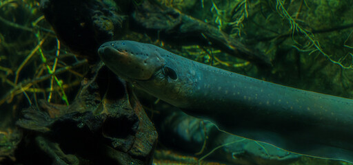 Close-up of an Electric Eel in Water
