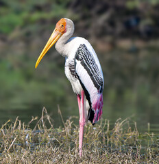 Painted Stork