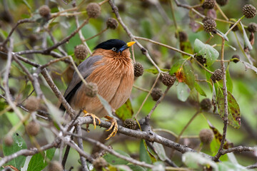 Brahminy Starling