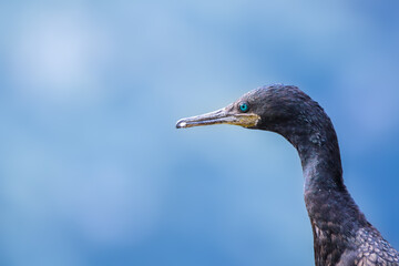 Cormorant Closeup view