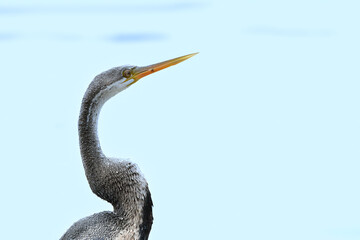 Darter or Snake bird