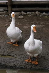 Two white geese standing on mud near a water source in the evening light at a rural farm in autumn