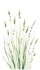 Watercolor green grass, wild meadow herbal illustration, cereal wild plants, floral hand drawn spring summer natural herbs isolated on white background, hyperrealism