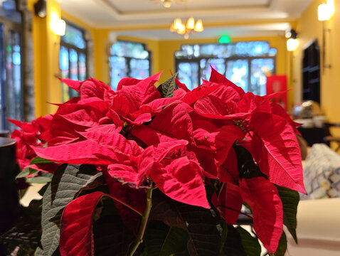 Beautiful Christmas tree in hall 
