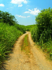 夏の江戸川河川敷の轍のある草いきれの道風景