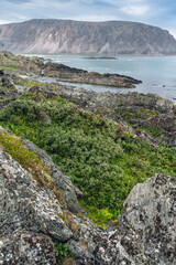 Fototapeta premium Rocky coastline and shallow willow brush. Berlevåg, Finnmark, Northern Norway