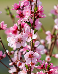 A bunch of pink flowers with green leaves