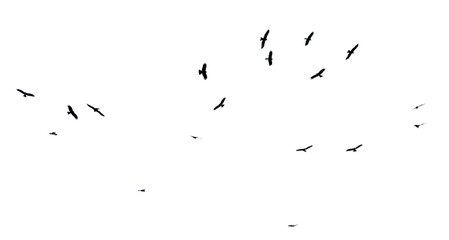 A flock of birds in flight isolated on a white background
