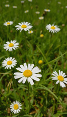 Chamomile in meadow (wild chamomile) - daisy flower in spring, angled photoshot, with white tones