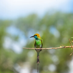 A vibrant green bird with a blue throat and red eyes perches gracefully on a thin branch against a blurred green background.