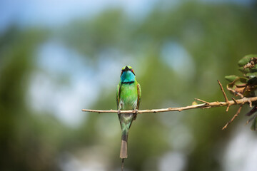 A vibrant green bird with a blue throat and red eyes perches gracefully on a thin branch against a blurred green background.