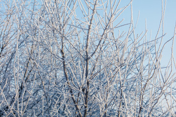 A tree with a lot of snow on it is in front of a blue sky