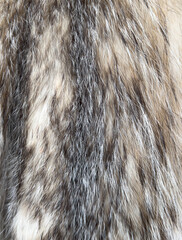 A fur coat with a brown and white stripe