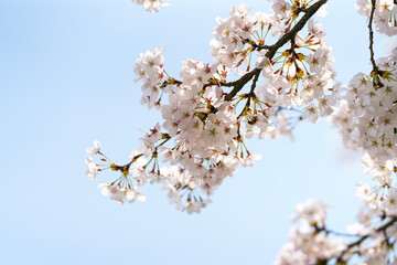 cherry blossoms