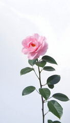 Fototapeta premium The beauty of a blooming camellia, with its soft pink hues standing out against the simplicity of a white wall