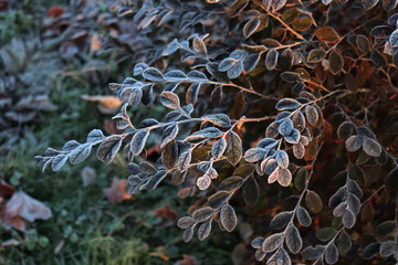 Loropetalum japonica or Loropetalum chinense f. rubrum 'Fire Dance' bush covered by frost in the garden on winter