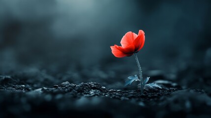 A close-up of a red poppy blooming in a dark and desolate landscape, symbolizing perseverance, hope and remembrance in a harsh and desolate landscape.