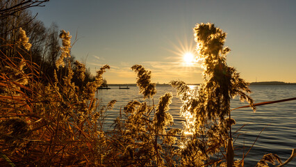 The sun shines through reeds on a lake in the late afternoon
