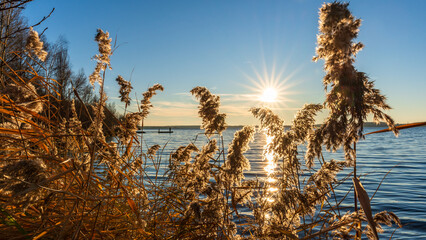 The sun shines through reeds on a lake in the late afternoon