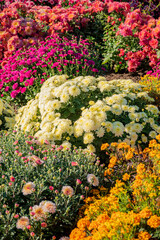 Beautiful Wallpaper of different chrysanthemum flowers