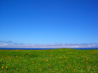 Fototapeta premium 北海道 利尻島の風景(エゾカンゾウの群生)