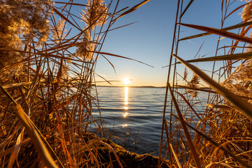 The sun shines through reeds on a lake in the late afternoon