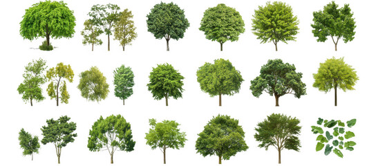 Fototapeta premium diverse collection of green trees on transparency background showcases various shapes and sizes, highlighting nature beauty and diversity