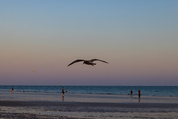 seagulls at sunset