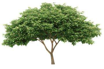 Obraz premium lush, hyper realistic tree with dense green leaves and sturdy trunk, showcasing nature beauty and vitality. detailed foliage creates vibrant and lifelike appearance