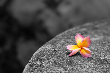 A vibrant pink and yellow frangipani flower rests gracefully on a textured surface. The colorful bloom contrasts beautifully with the monochrome background, emphasizing its delicate beauty.