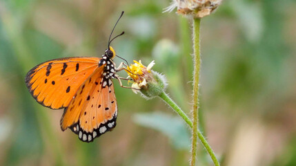 Butterfly on a flower