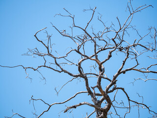 Dry tree
