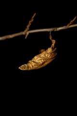 dried leaves on a branch