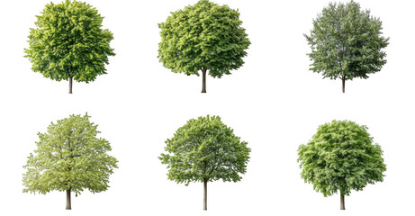 collection of six different types of lush green trees isolated on transparency background, showcasing various shapes and foliage textures. Perfect for nature and landscaping projects
