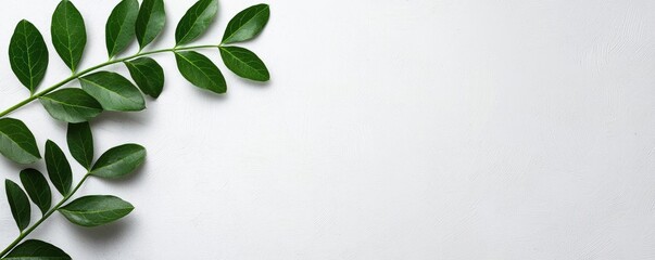 Fototapeta premium Laurel leaves abstract background idea. A close-up of fresh green leaves arranged on a clean white background.
