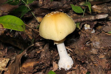かわいい姿なのに猛毒、半分ほどカサが開いたウスキテングタケキノコ（屋外自然光マクロ接写）