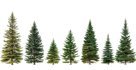 Fototapeta premium variety of evergreen trees are displayed in row, showcasing different sizes and shades of green. trees are set against transparent background, highlighting their natural beauty and diversity