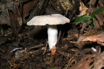 雑木林の土壌にベニタケ属ケショウハツキノコ（側面全体像・ストロボ＋マクロ撮影）