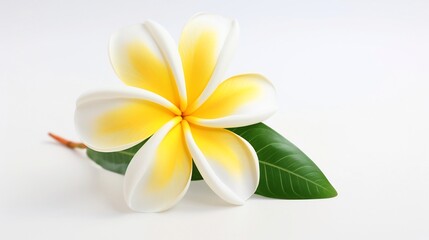 Fototapeta premium Closeup of a single delicately placed white and yellow tropical plumeria flower against a clean minimalist white background This serene natural floral image exudes a sense of purity