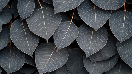 Obraz premium Ebony tree abstract background concept. Close-up of dark leaves showcasing intricate textures and patterns.
