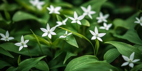 Obraz premium Star flowers bloom vibrantly among lush green leaves, capturing attention with their small white petals. These star flowers stand out beautifully, enchanting all who observe them.